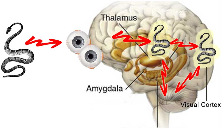 Миндалевидное тело. Таламус Amygdala. Лимбическая система миндалевидное тело. Лимбическая система мозга Амигдала. Миндалевидное тело анатомия.