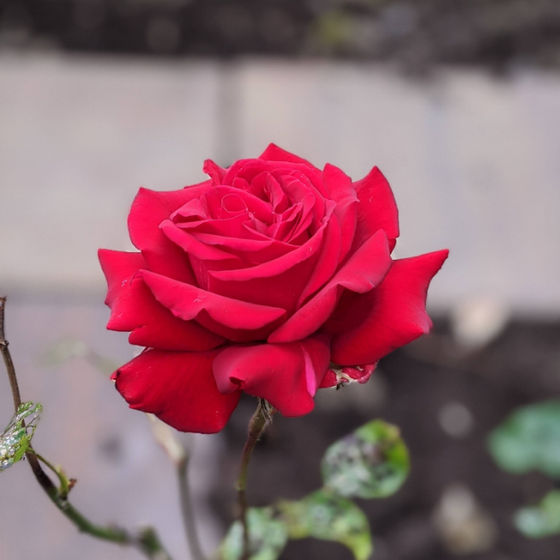 Profile image for Ruairi MacTiernan