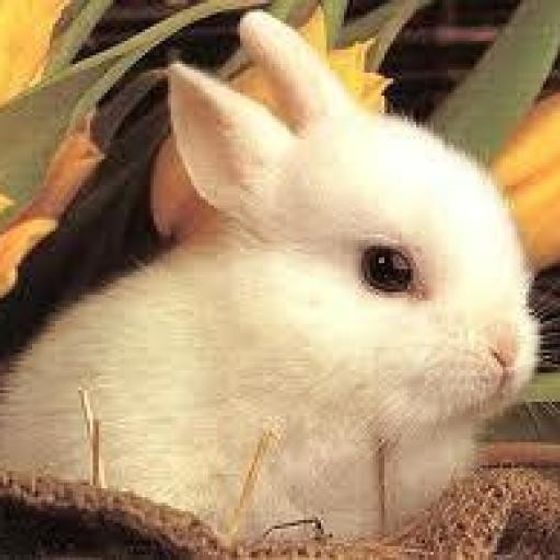 Profile image for Mungai Charles