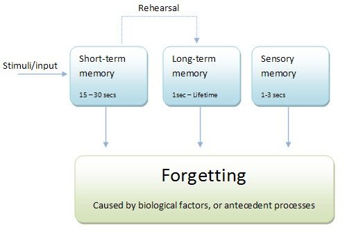 long term memory types