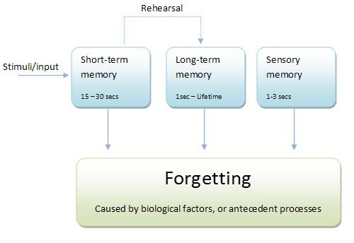 sensory memory model