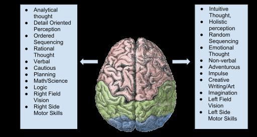 brain models for psychology