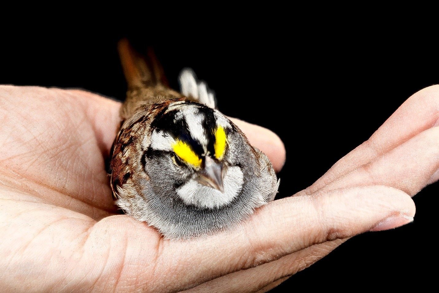 The Basic Principles of Effectuation How to Use What You Already Have