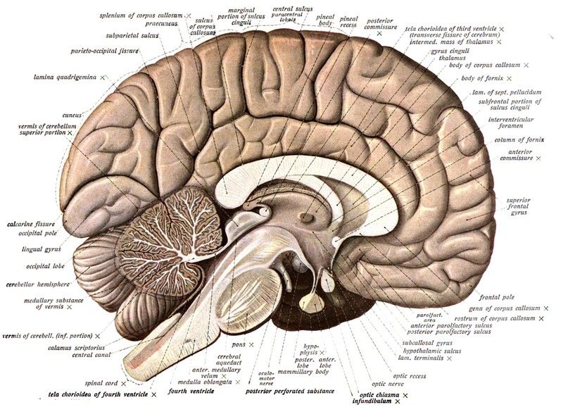 brain models for psychology