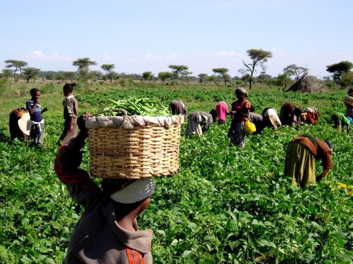 Farm hands working in the field on a sunny day.