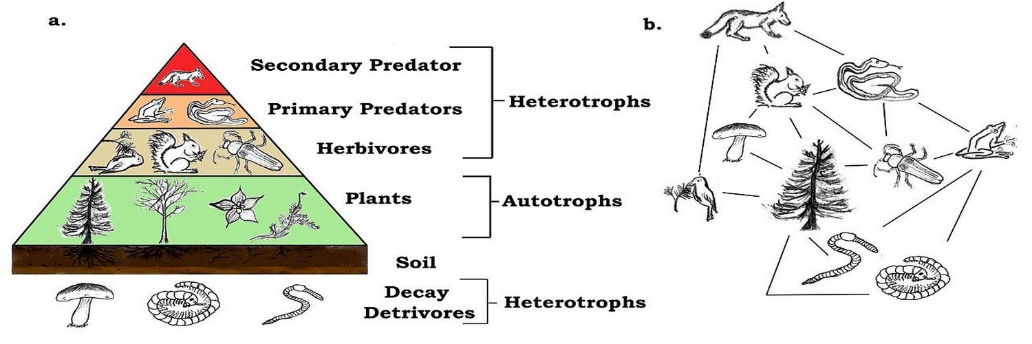 Market Ecology and Product Adoption and Continued Use