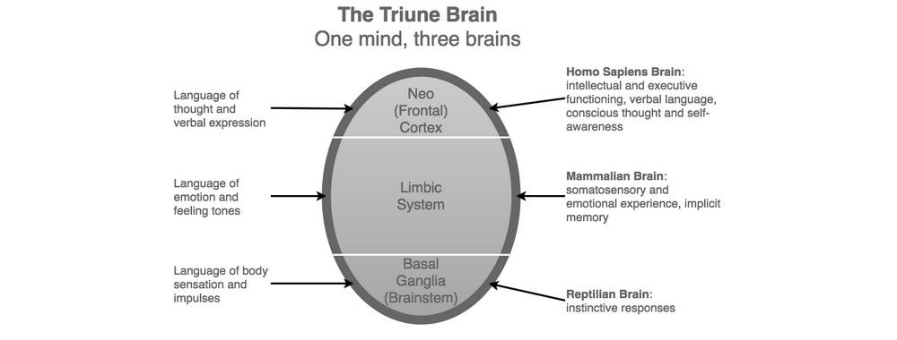 The Concept of the "Triune Brain"