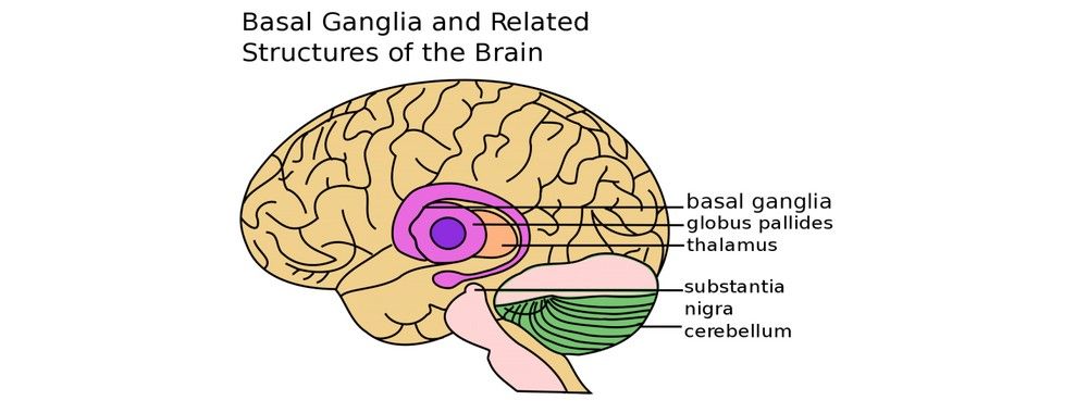 Vs brain brain reptilian mammalian 6 Powerful