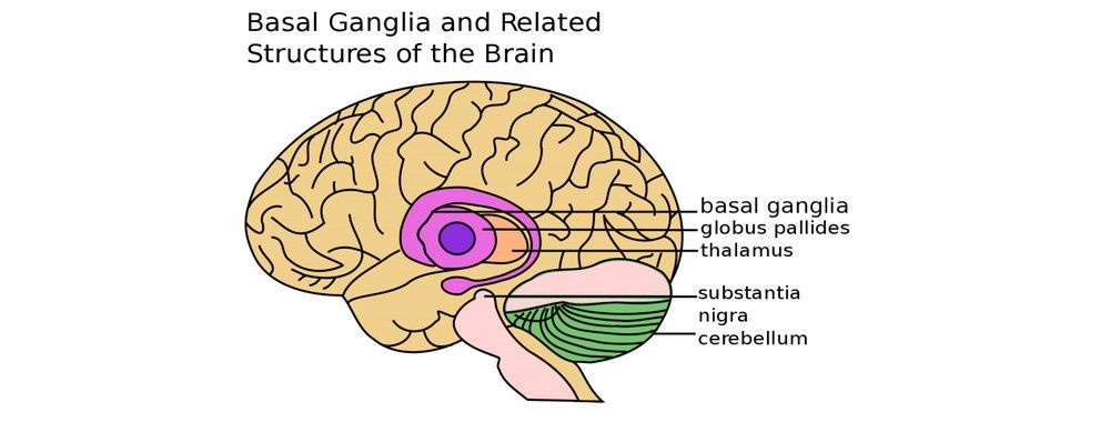 Our Three Brains - The Reptilian Brain ⋅ UX News