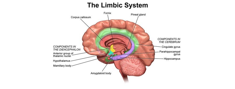 which part of the brain controls emotion